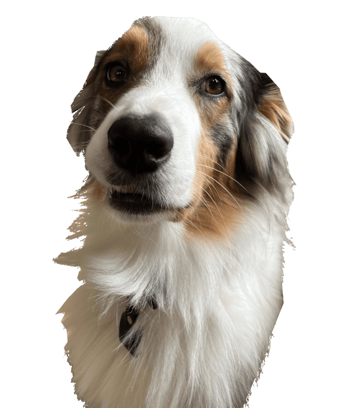 Ein Hund